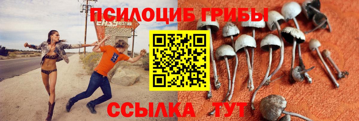 Клинцы  Псилоцибиновые грибы мицелий  Вход с VPN 